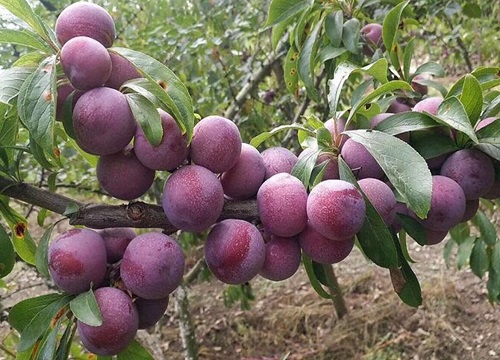 酸性水果排名