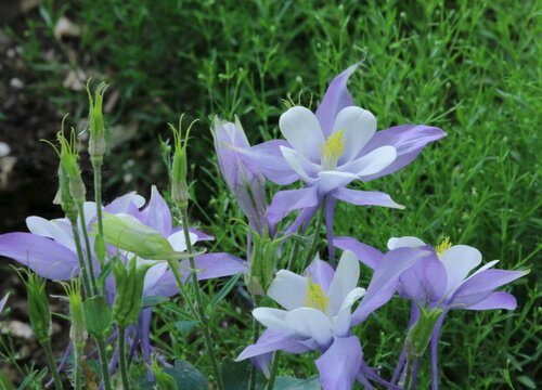 耧斗花一年开几次花