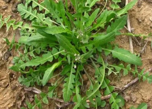 氯氟吡氧乙酸除草剂除什么草 除杂草特点范围及低温效果