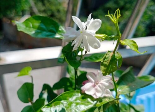 什么时间段给茉莉花浇水最好