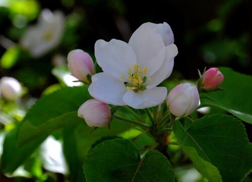 青苹果花的寓意和象征