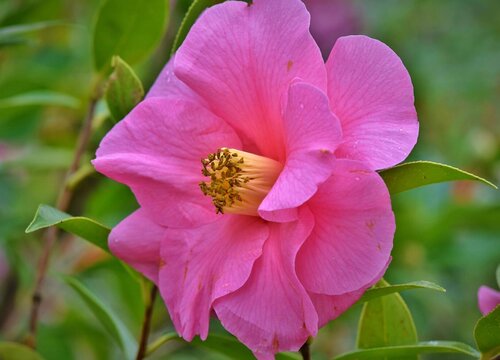 山茶花几月份开花 开花季节是什么时候