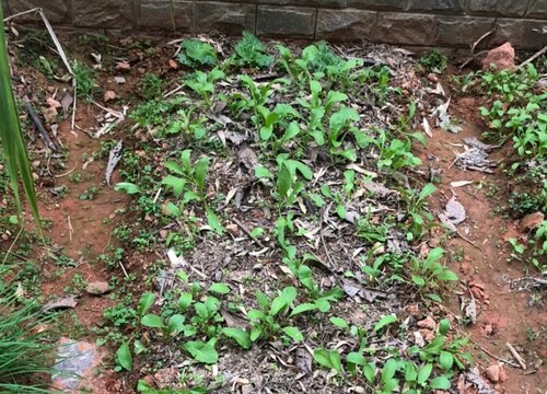 生菜的种植方法步骤 生菜的栽培技术与时间