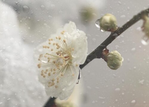 水梅花和凤仙花的区别