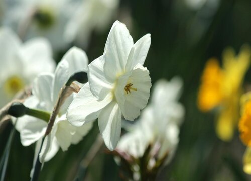 为什么家里不能养水仙花 水仙花养家里好吗