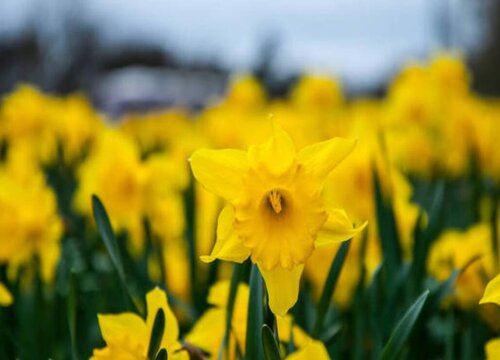 水仙花是什么季节开放的  春节开花条件