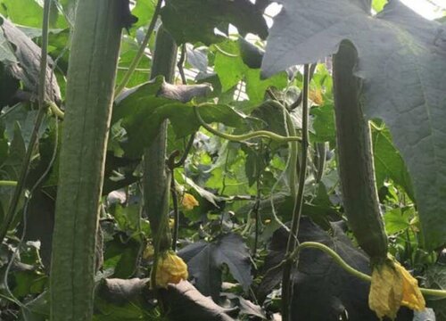 丝瓜怎样种植管理高产(丝瓜露地丰产栽培和管理要点)