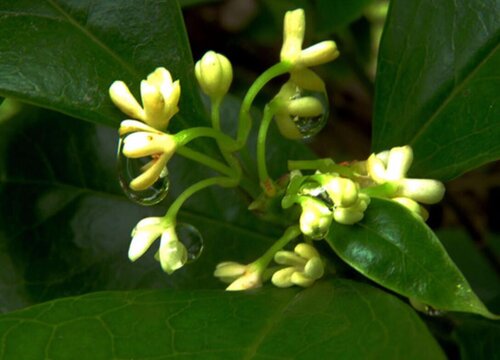 四季桂什么时候开花 一年四季都开花吗