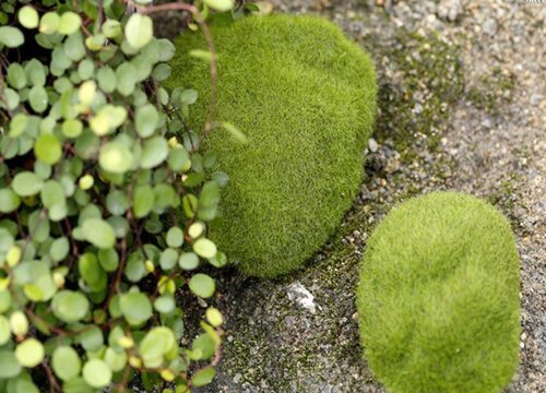 苔藓有种子吗（苔藓是怎么繁殖的）