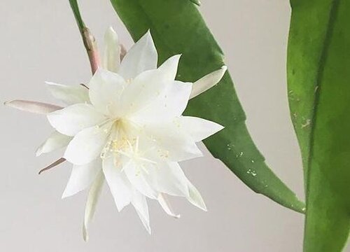 昙花什么季节开花 开花多长时间