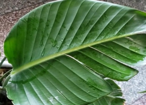 为什么家里不能养天堂鸟 植物天堂鸟可以养在家里吗