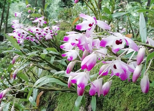 铁皮石斛什么时候开花 花期是几月份