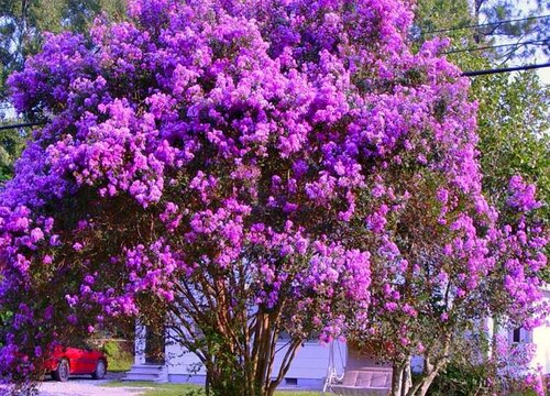 私家花园适合种什么植物 适合花园种植的花草