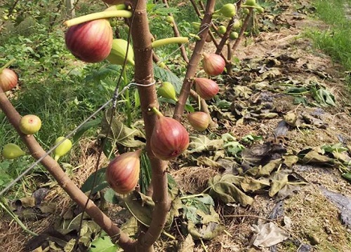 无花果种植技术与管理