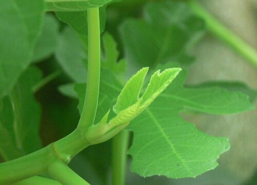 无花果树怎样修剪才能多结果