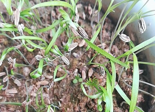 小茴香和大茴香的区别