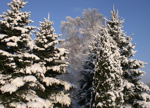 雪松什么时候移栽最好