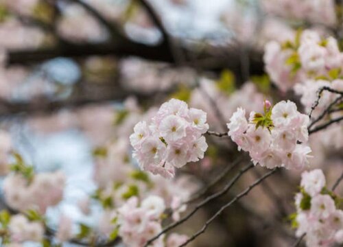 樱花树果实可以吃吗（樱花树的果实吃了有毒吗）