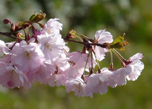 观赏性的樱花果实能吃吗（樱花树果实口感苦味不能食用）