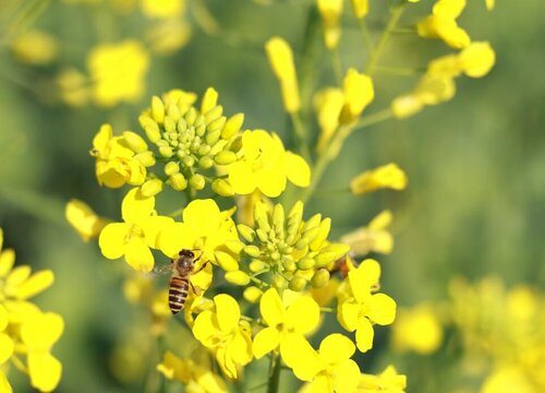 油菜花是什么花序类型 属于总状花序
