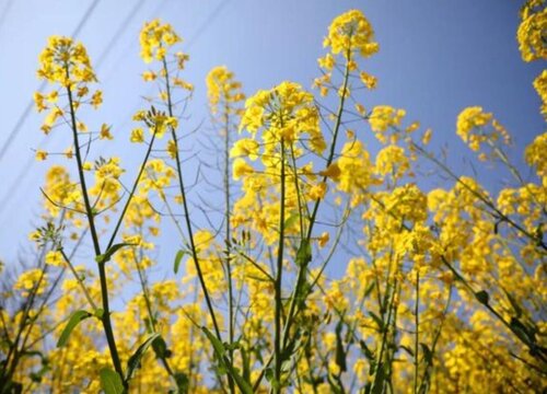 油菜种植成本投入和利润分析