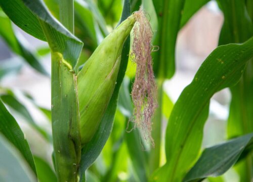 转基因植物有哪些优点(转基因的作物对农民的好处例子)