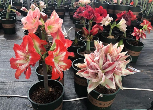 朱顶红开花后的养护方法