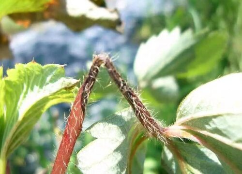 草莓病虫害防治技术与方法措施