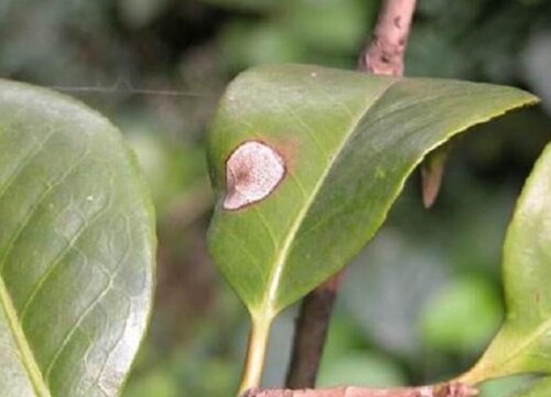 茶花病虫害防治方法与技术措施