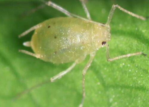 夏天植物染上虫害该怎么办