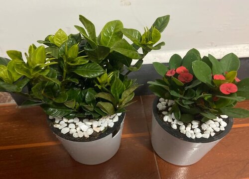 春季如何正确给盆花施肥