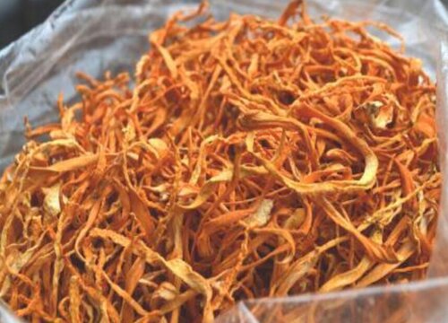 金虫草和虫草花一样吗 有什么区别