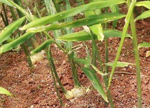 生姜什么时候种植最合适  生姜的种植时间和管理方法