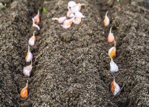 大蒜怎么种植方法步骤 大蒜头的种植步骤和管理方法