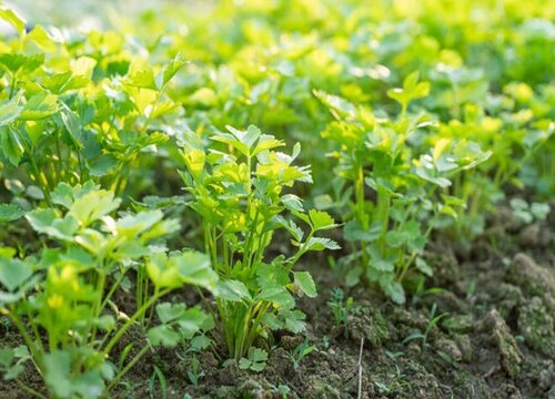 香菜什么时候种植不长苔（什么时间种植香菜不出苔）