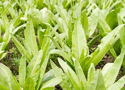 油麦菜10月份还能种吗 油麦菜的播种时间及种植方法