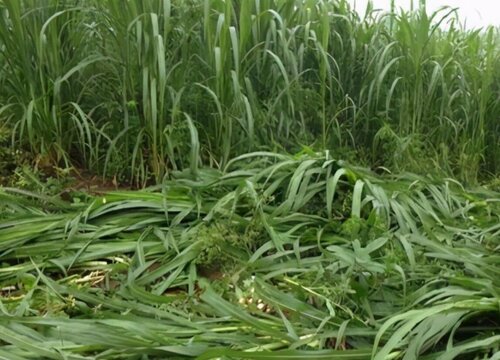 皇竹草冬天会被冻死吗 冬天下雪皇竹草会枯萎死掉吗