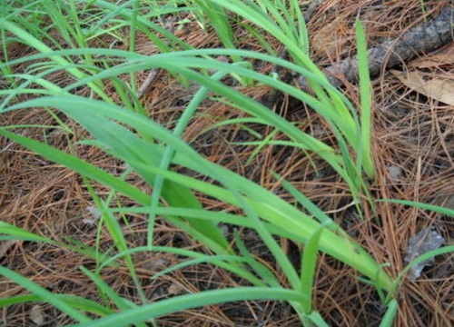 和韭菜长得很像的那个叫什么菜（长得像韭菜的植物图片）