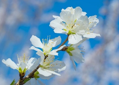 白色桃花是什么品种（白花桃开花颜色及品种介绍 ）