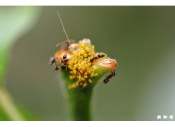 铜杀菌剂对有益昆虫有任何不利影响吗？