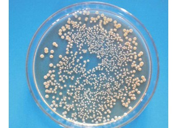 微生物菌剂来源和作用机制