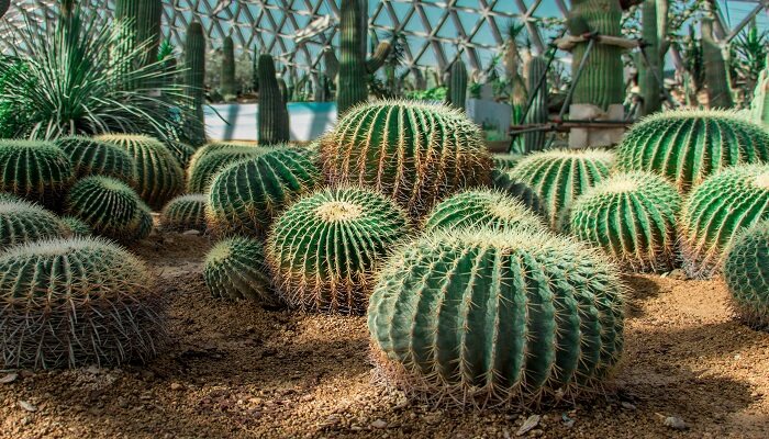 摄图网_500792143_上海辰山植物园沙漠园（企业商用）.jpg